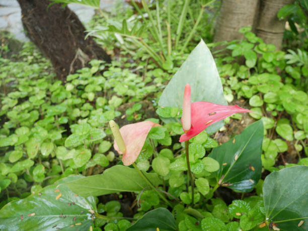 istock pink anthurium flower 1384450381