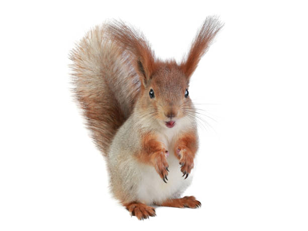 istock squirrel with open mouth isolated on white background 1384450590
