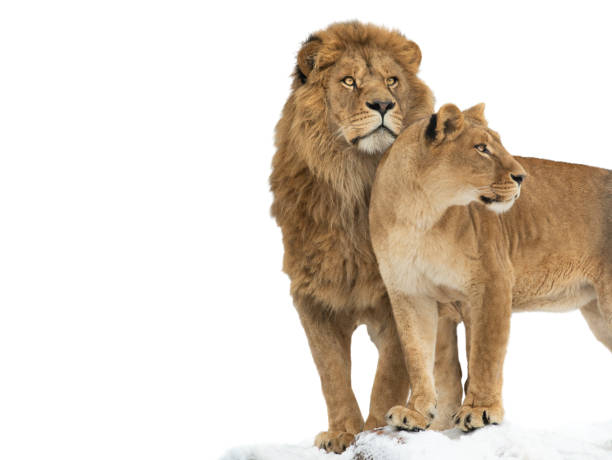 istock Lion and lioness isolated on white background 1384450642