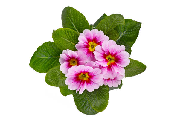 istock Pink and yellow 'Primula Acaulis' primrose flowers 1384450677