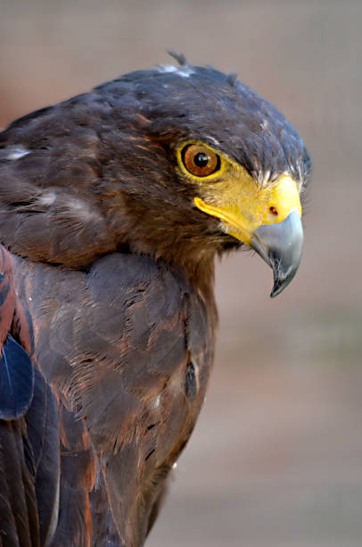 istock Portrait of Harris Hawk 1384450712