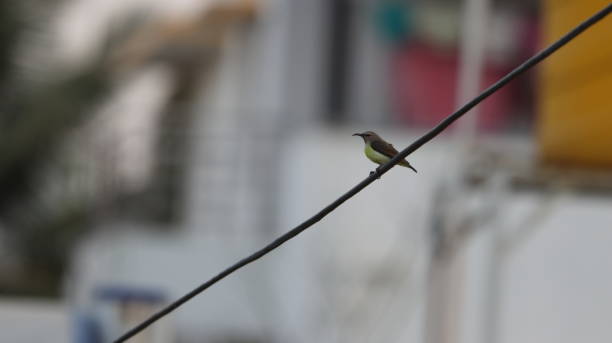 Female purple sunbird perched on a wire stock photo