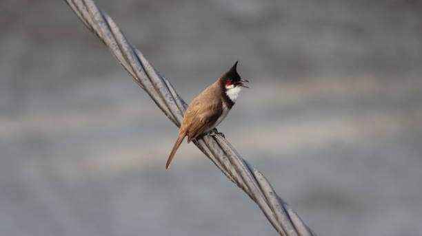 Red-whiskered bulbul perched on a wire stock photo
