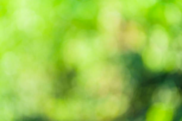 istock green bokeh background with circles. Summer abstract theme. 1384450866