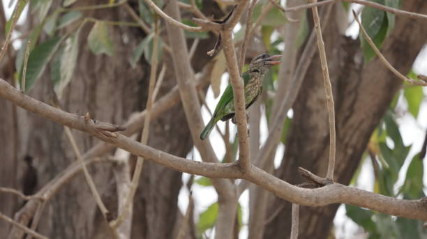 White-cheeked barbet perched on a tree stock photo