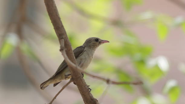 Pale-billed flowerpecker perched on a tree branch stock photo