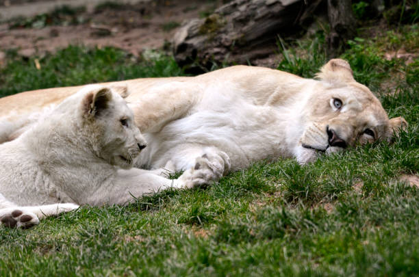 istock White lionness and its cub lying on grass 1384453067