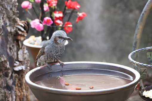 A jikbaguri bird enters the yard in search of food