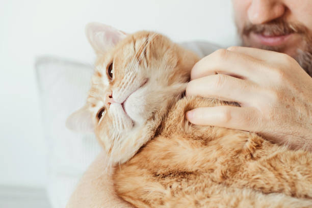 istock Bearded man hugging and stroking ginger cat close-up. Selective focus on cat's muzzle 1384454307