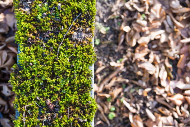 Aperture 8, exposure time 1/60 sec., ISO 200, focal length 51 mm UV filter, sun hood, blurred autumn leaves,