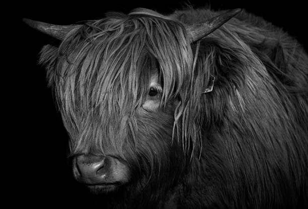 istock Horned Highland cow calf isolated on black background (Bos taurus taurus) 1384456243