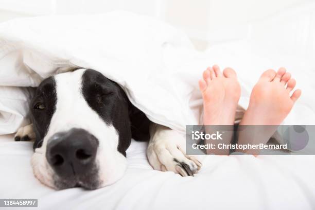 Fest Feasibility Male Lazy Dog In Bed Stock Photo - Download Image Now - Dog, Bed - Furniture,  Great Dane - iStock