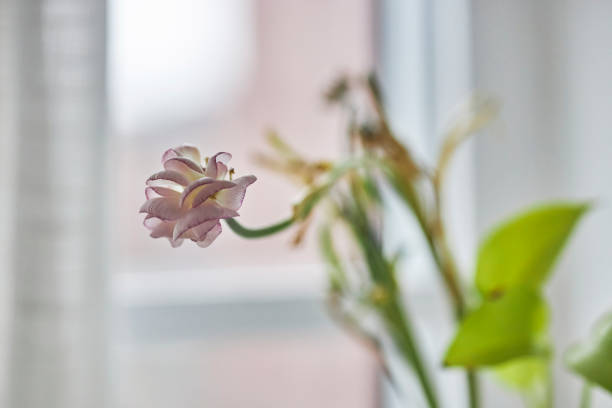small plant with green leaves in pot on dirty windowsill