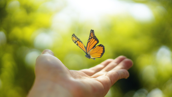A finger reaches out and touches a yellow butterfly resting on a tiny flower