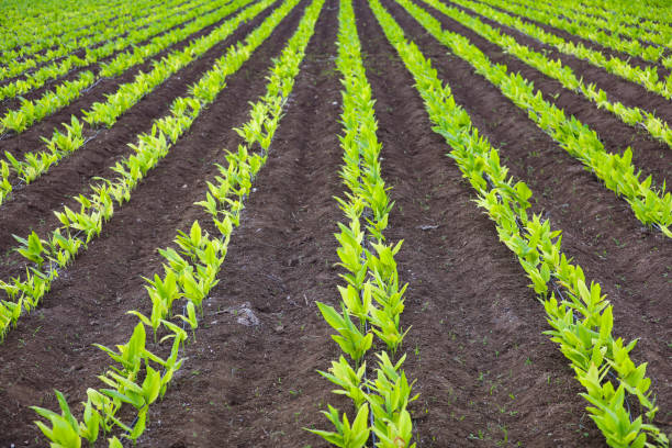 Green turmeric agriculture field at india stock photo