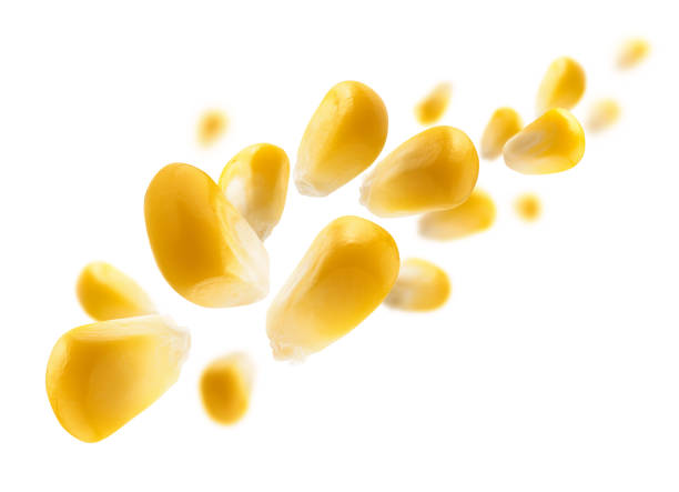 istock Ripe corn grains levitate on a white background 1384463389