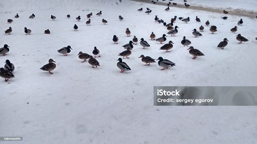 Ducks in the snow in Russia Ivanovo Animal Stock Photo