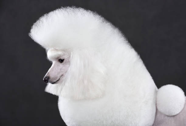 istock Portrait of white toy poodle 1384465174