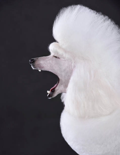 istock Yawning beautiful white poodle 1384465180
