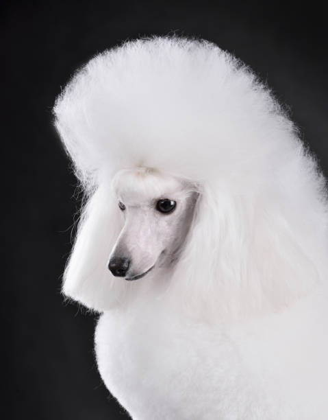 istock White toy poodle close up 1384465221