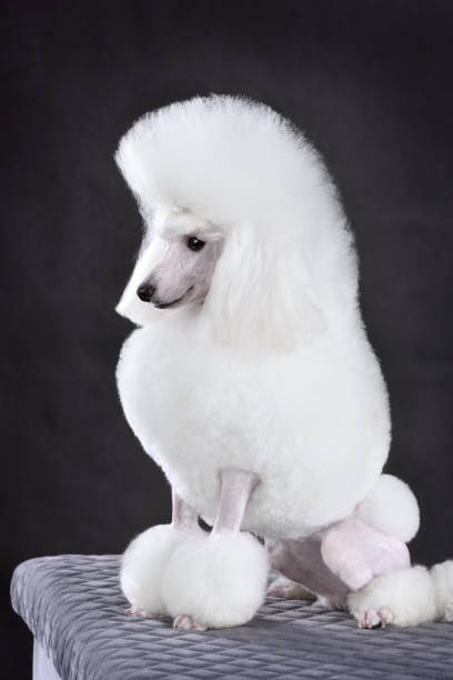 istock Beautiful white toy poodle 1384465233