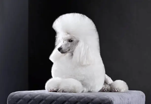 Photo of Lying white toy poodle