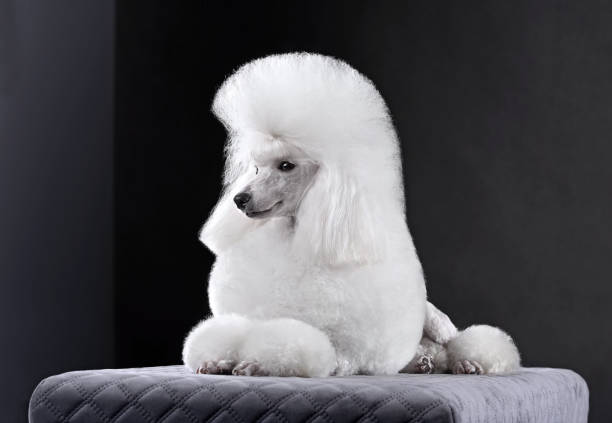 lying white toy poodle - kaniş stok fotoğraflar ve resimler