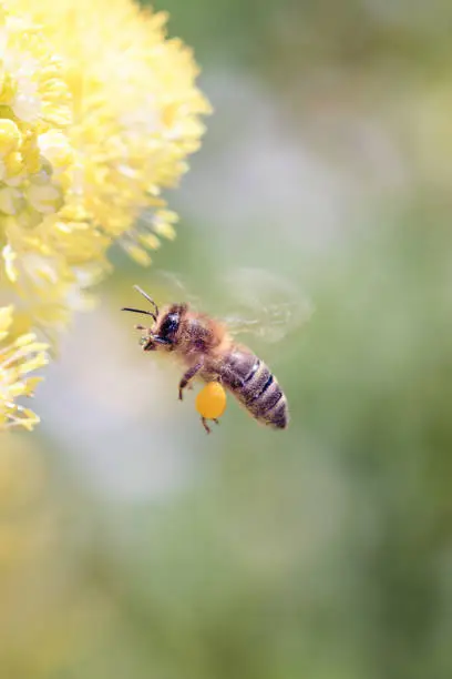 Bee - Apis mellifera - pollinates a blossom of the common meadow-rue, also known as poor man's rhubarb or yellow meadow-rue  - Thalictrum flavum