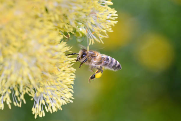 Bee - Apis mellifera - pollinates Thalictrum flavum - common meadow-rue Bee - Apis mellifera - pollinates a blossom of the common meadow-rue, also known as poor man's rhubarb or yellow meadow-rue  - Thalictrum flavum mann stock pictures, royalty-free photos & images