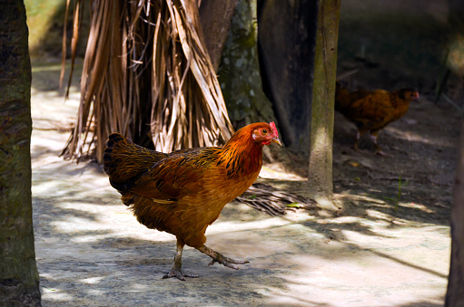 Closeup of welsummer chicken, a domestic chicken walking on the back yard. Rooster, ayam kampong r hens searching for food in yard of rural village.