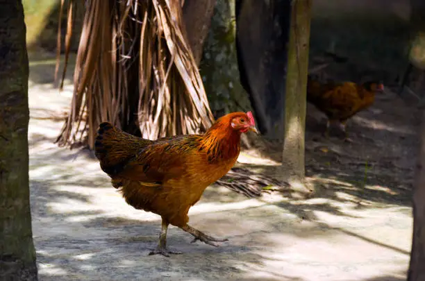 Photo of Closeup of welsummer chicken, a domestic chicken walking on the back yard. Rooster, ayam kampong r hens searching for food in yard of rural village.