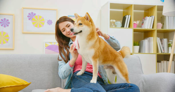 istock woman combing dog fur 1384471955