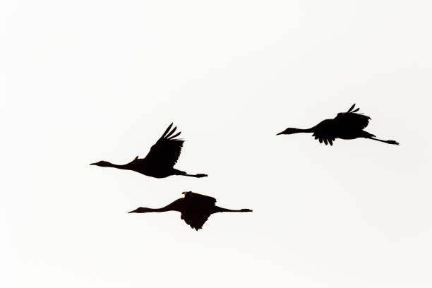istock Cranes in silhouette in the sky 1384472575