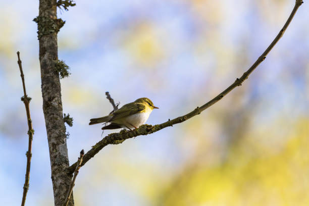 Wood Warbler sits on a branch in the forest Wood Warbler sits on a branch in the forest wood warbler phylloscopus sibilatrix stock pictures, royalty-free photos & images