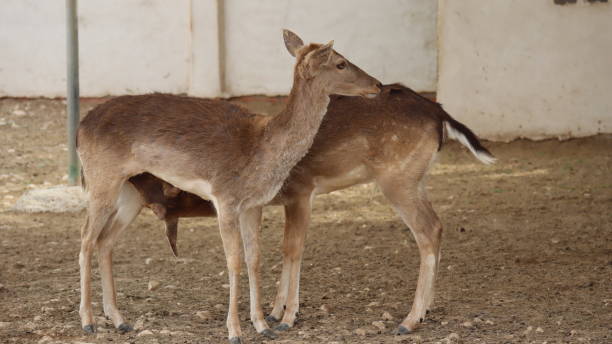 istock Oryx at North Sedra Farm Qatar 1384474829