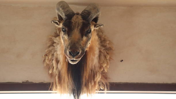 istock Oryx at North Sedra Farm Qatar 1384474835