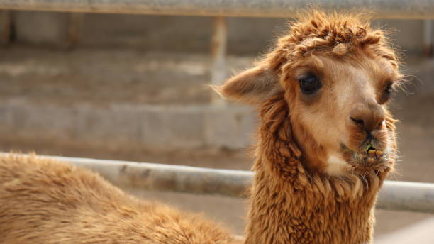 Goat at North Sedra Farm Qatar