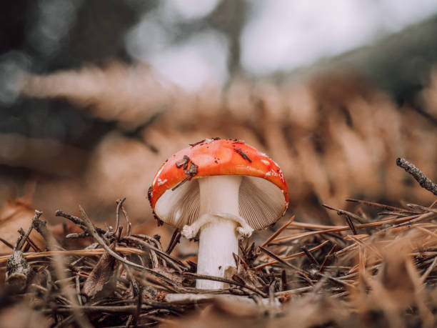 A single red fly agaric grows in the coniferous forest. View under the red cap of a toadstool (Amanita muscaria) on the white lamellae. marasmius siccus stock pictures, royalty-free photos & images