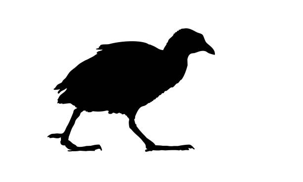 100+ Coot Bird Stock Illustrations, Royalty-Free Vector Graphics & Clip ...