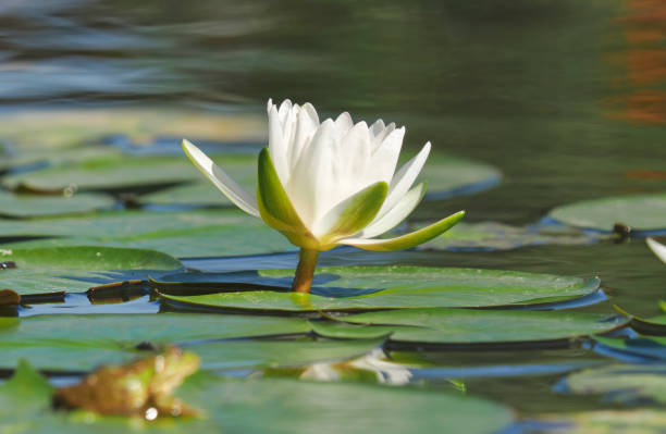 istock White water lily flower floating on a pond 1384477187