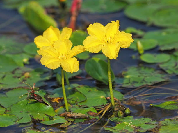 Flower of yellow floating heart, aquatic plant. Nymphoides peltata Flower of yellow floating heart, aquatic plant in summer. Nymphoides peltata peltata stock pictures, royalty-free photos & images