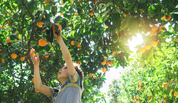 istock The boy reaches for a branch with bright oranges. 1384477367