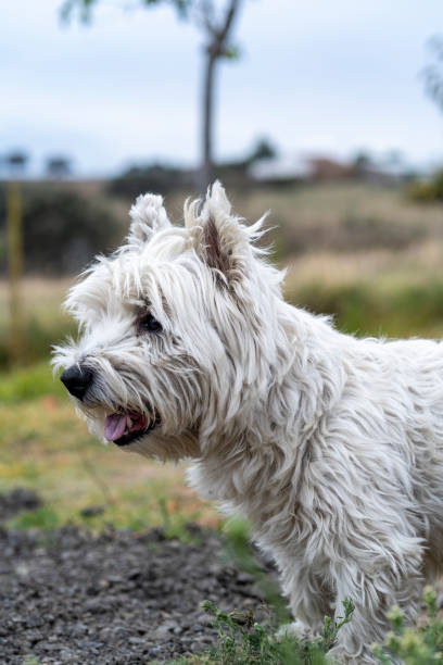 istock Pancho relaxes outside 1384481906