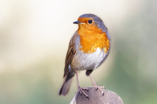 A European Robin (erithacus rubecula) perched on a branch with blurred green background