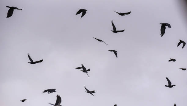 istock A huge flock of crows fly in the winter sky 1384494419