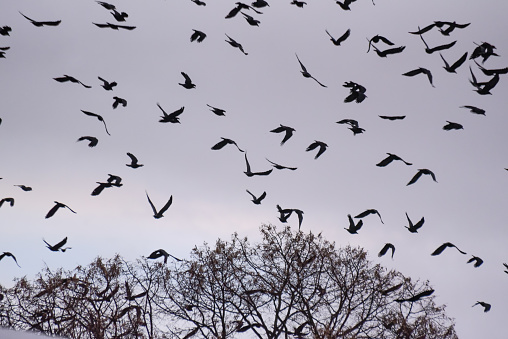 A huge flock of crows fly in the winter sky