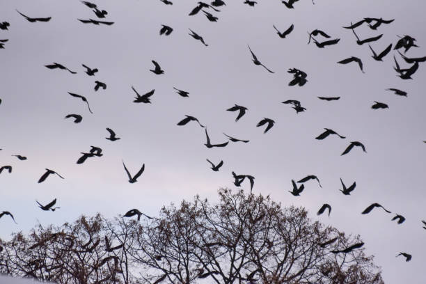 A huge flock of crows fly in the winter sky stock photo