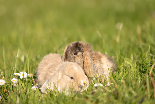 A cute chubby bunny on the lawn in winnipeg manitoba