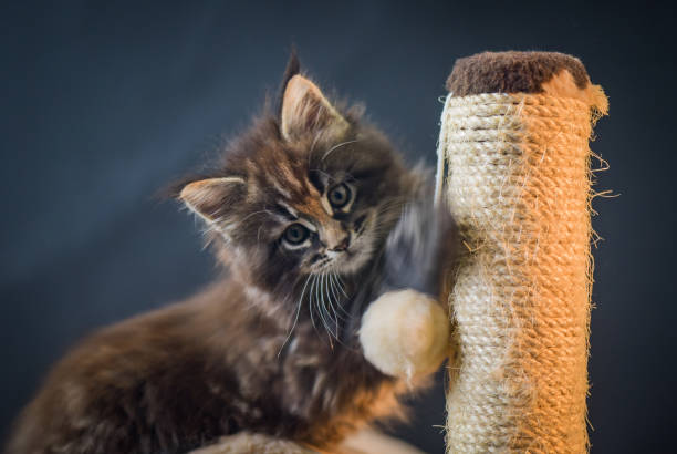 Maine Coon kitten of dark marble color plays stock photo