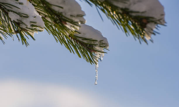 istock Snow-covered branch of mountain pine with icicles 1384495628